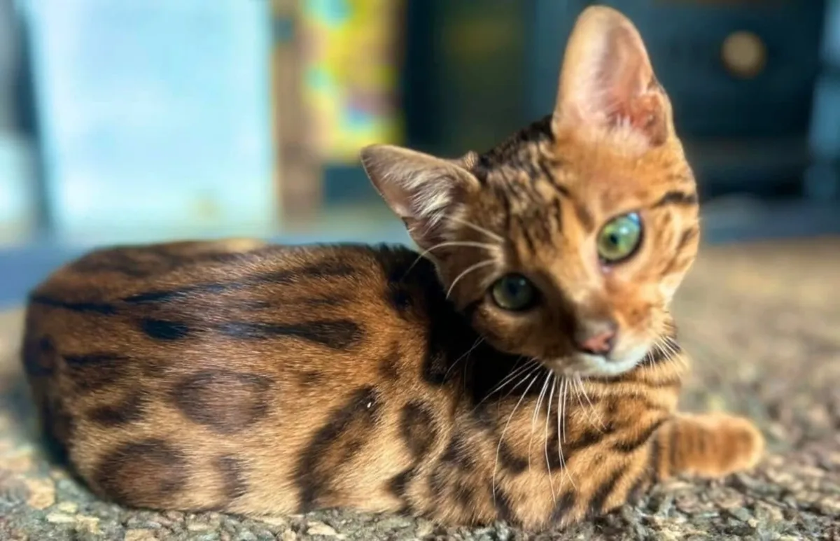 Female Bengal Cat - Image 2
