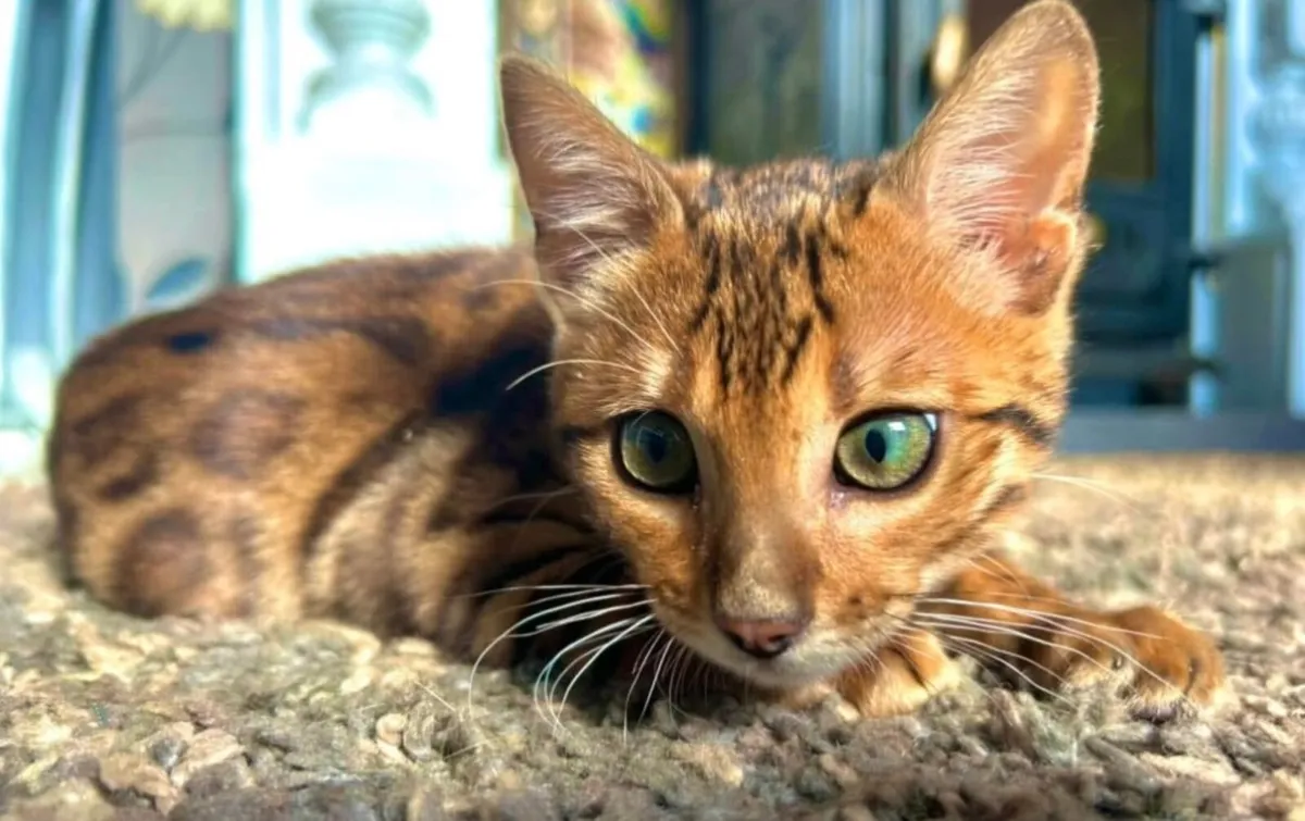 Female Bengal Cat - Image 3