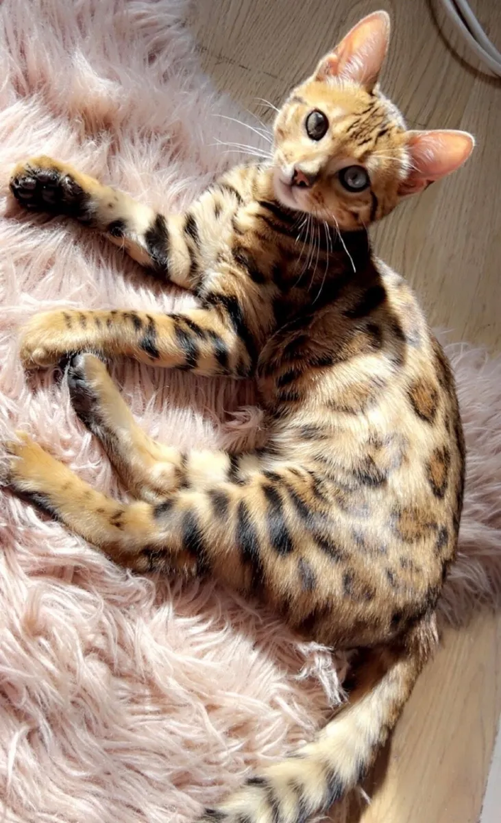 Female Bengal Cat - Image 4