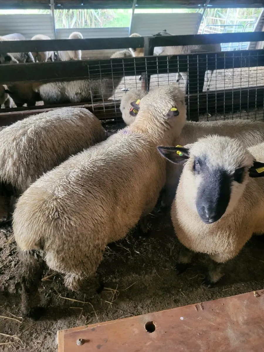 ⭐️SIS Pedigree Hampshire Down Ram Lambs⭐️ - Image 3