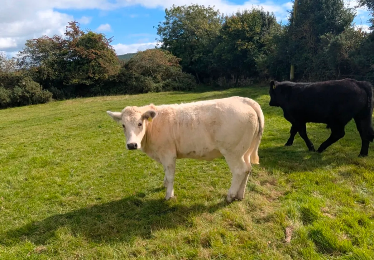 Suckler Bred Bullocks & Heifers - Image 2