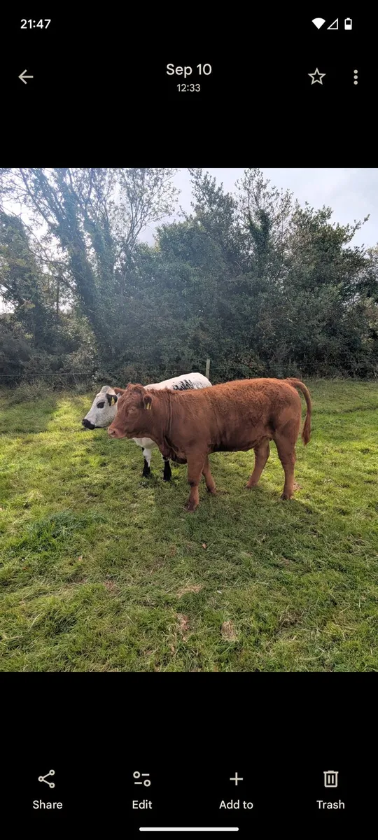 Suckler Bred Bullocks & Heifers - Image 1