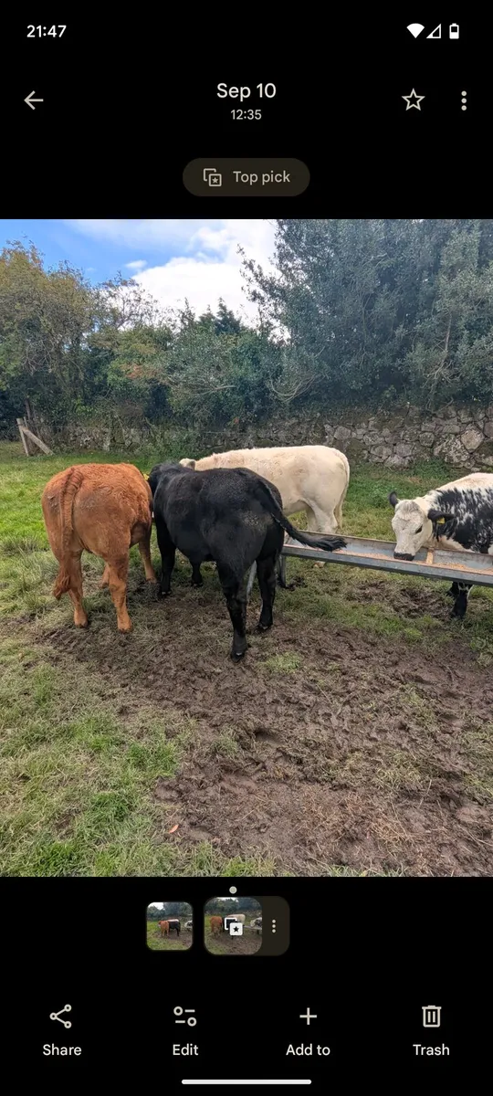 Suckler Bred Bullocks & Heifers - Image 3