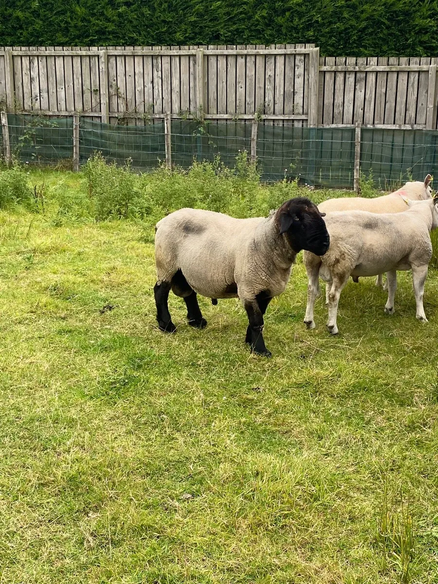 Suffolk ram - Image 4