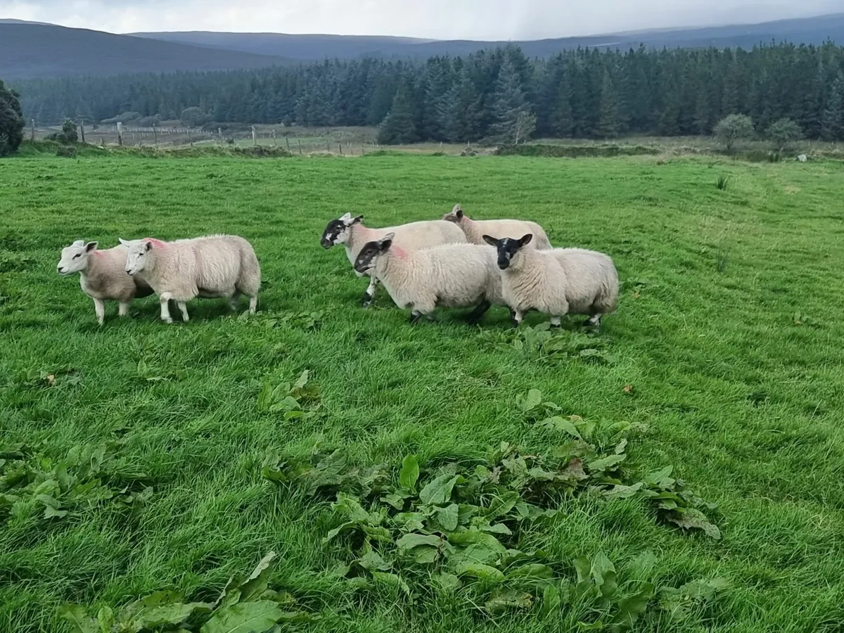 Sheep - Image 3