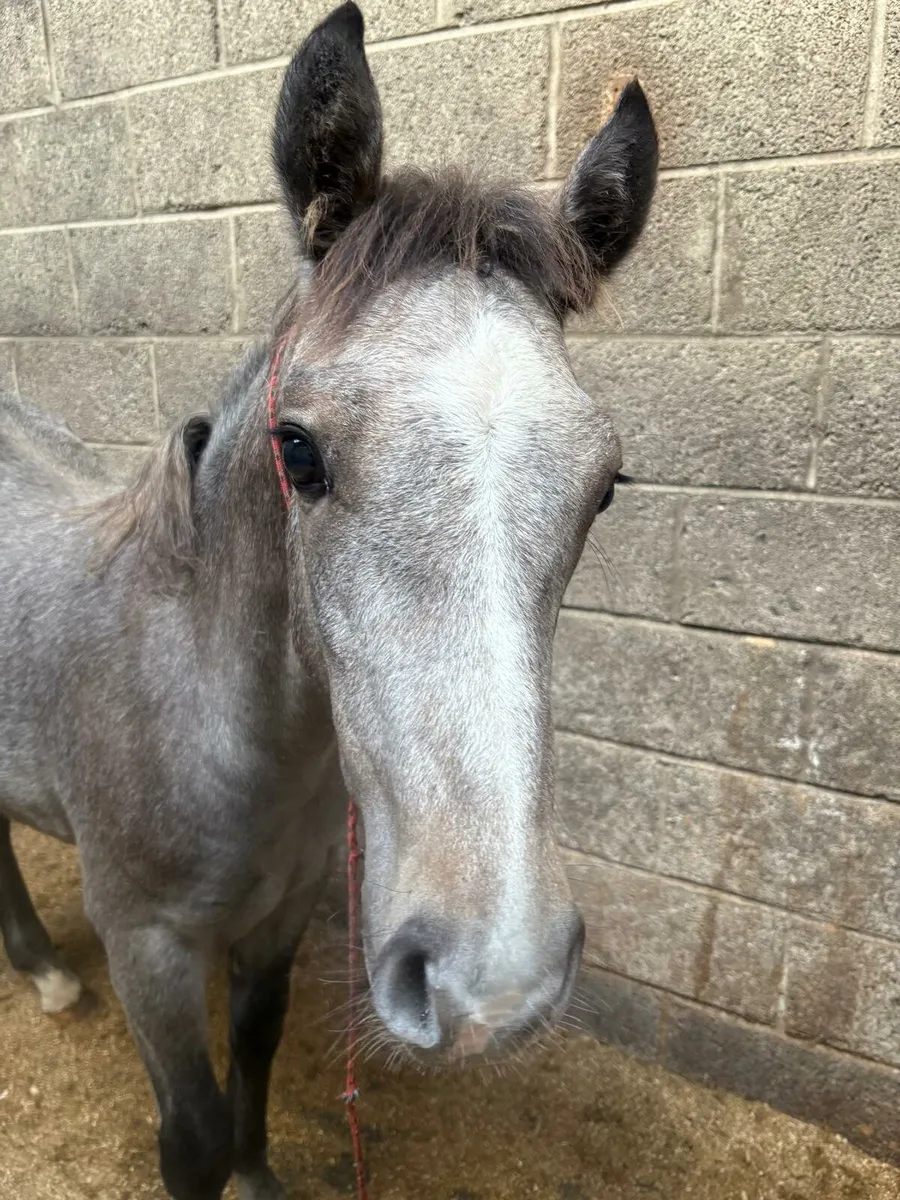 Colt Foal for sale - Image 1