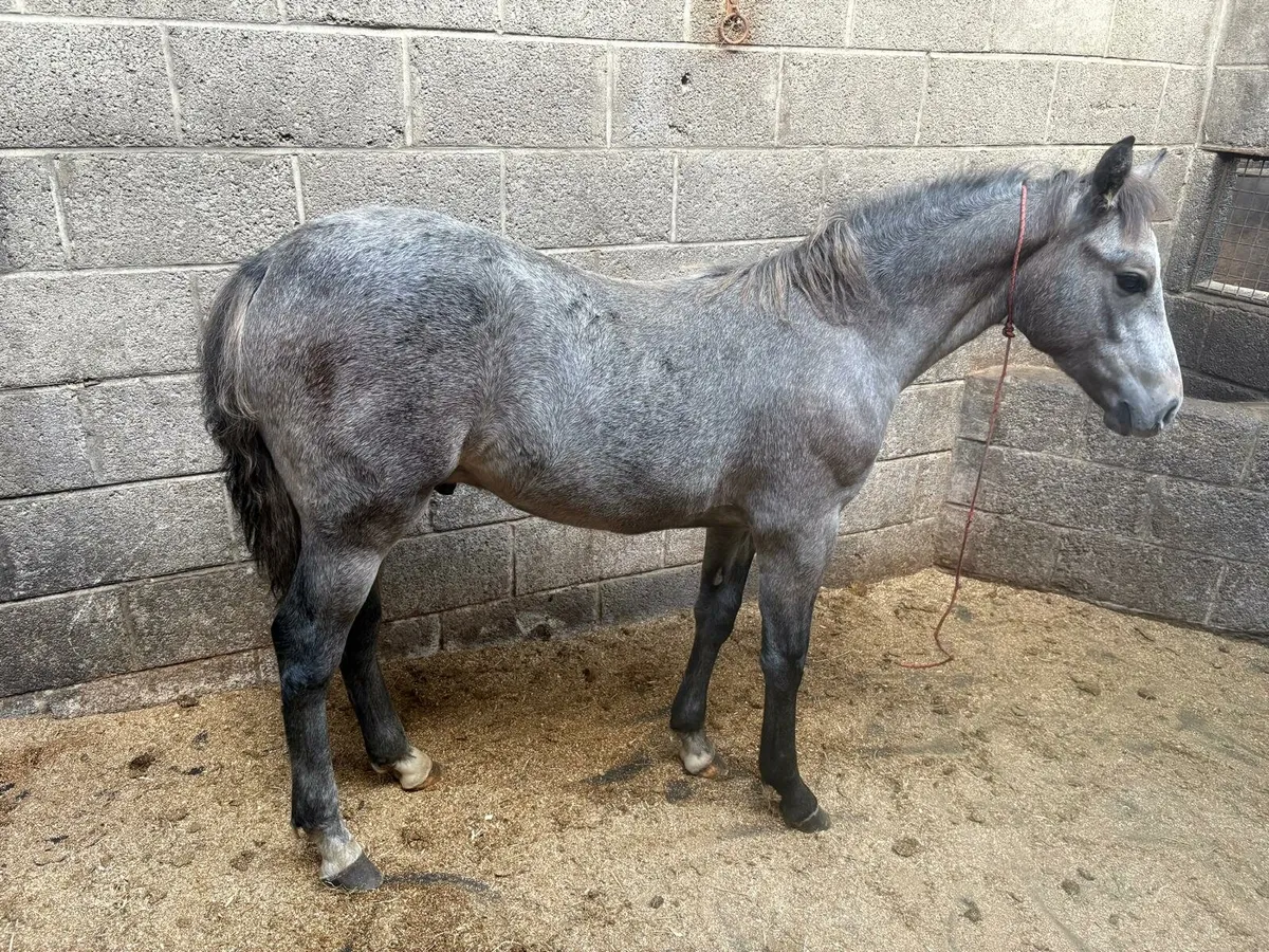 Colt Foal for sale - Image 2