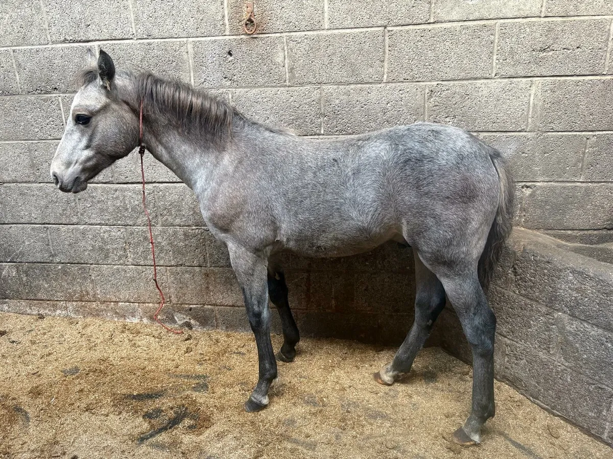 Colt Foal for sale - Image 3