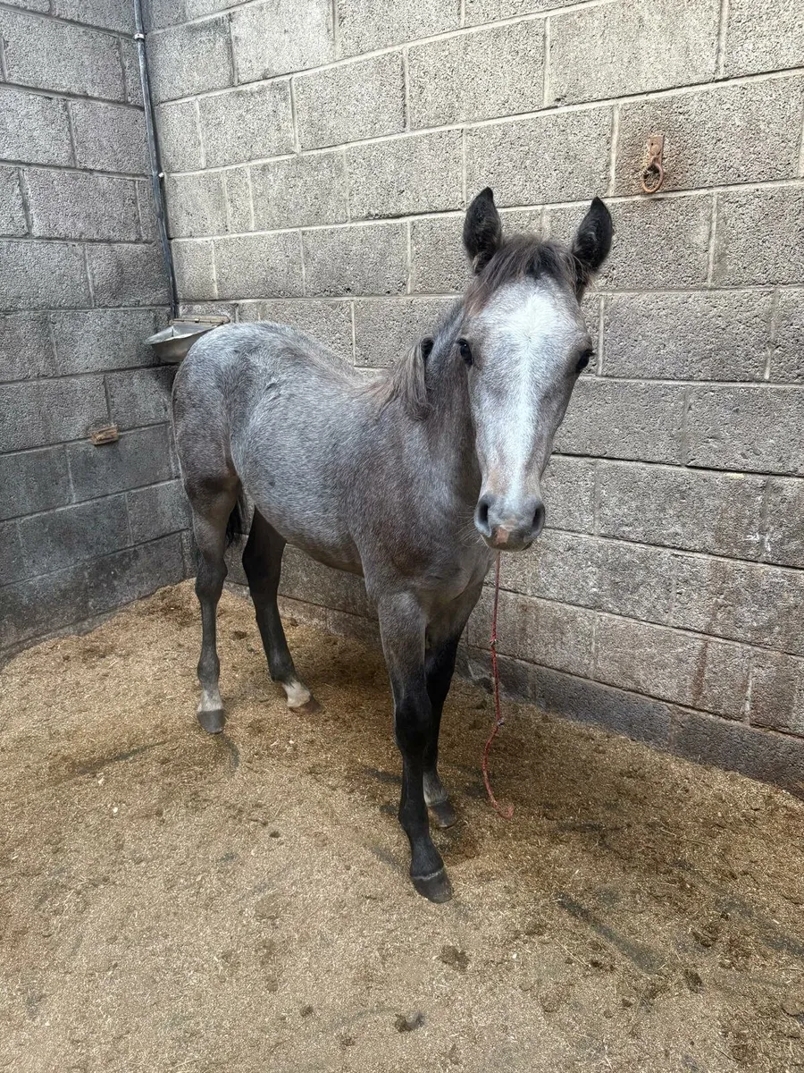 Colt Foal for sale - Image 4