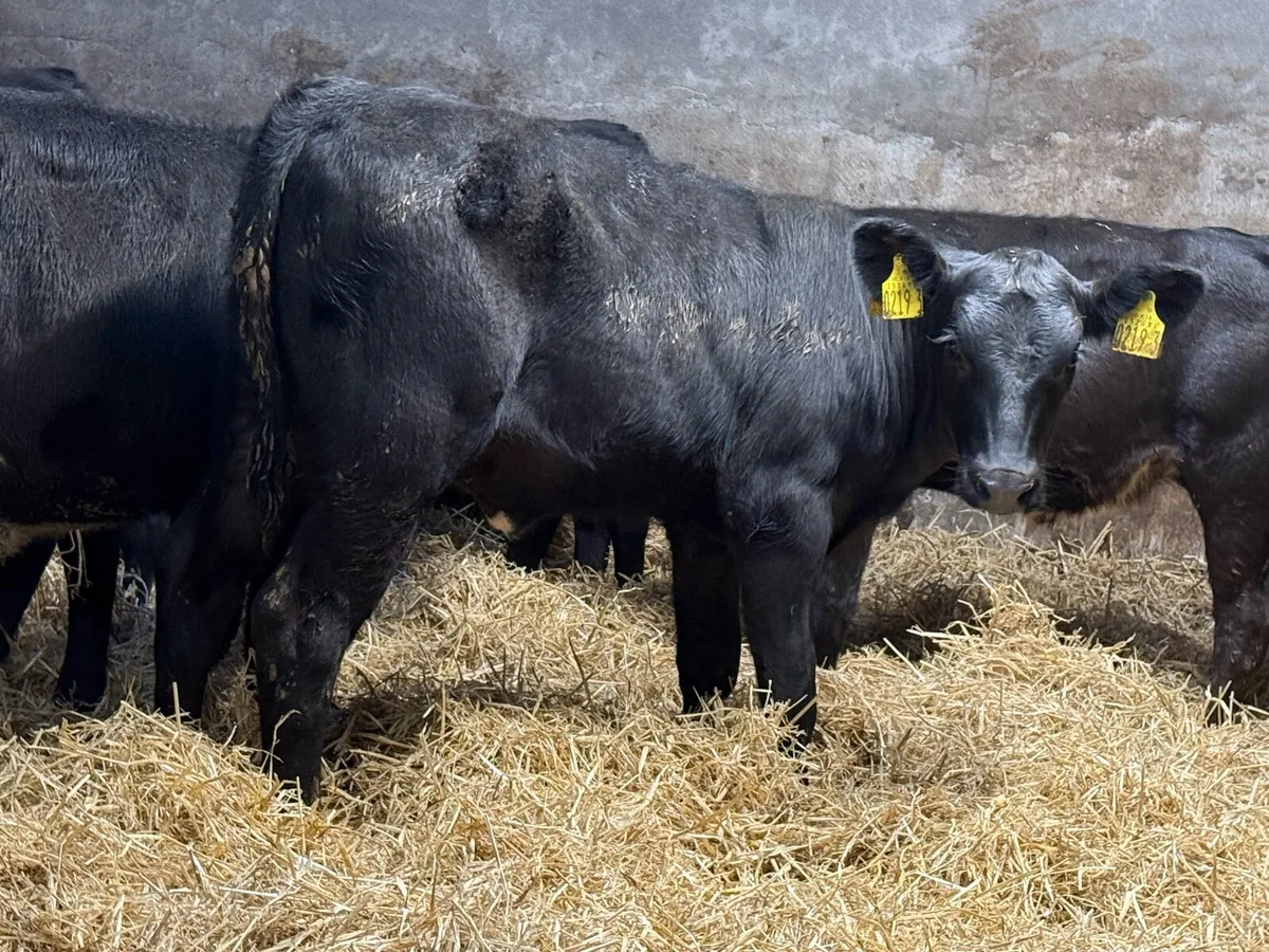 Super 3 Month Old Top Quality Angus Heifers - Image 2