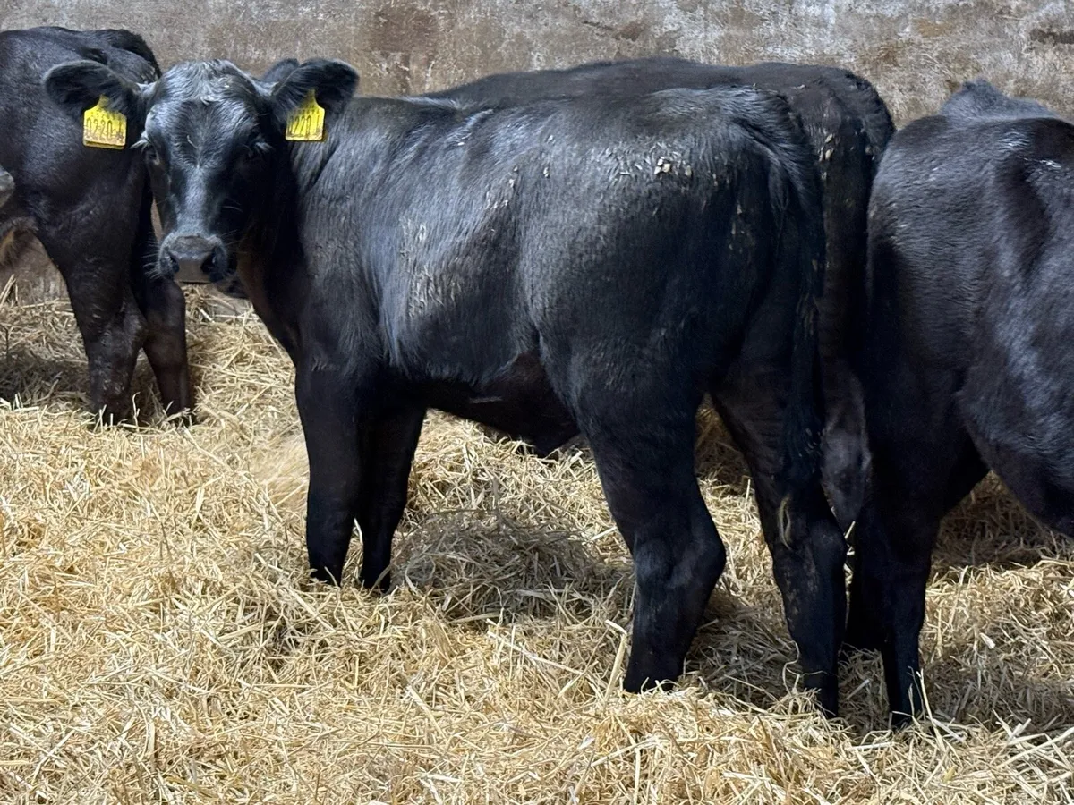 Super 3 Month Old Top Quality Angus Heifers - Image 3