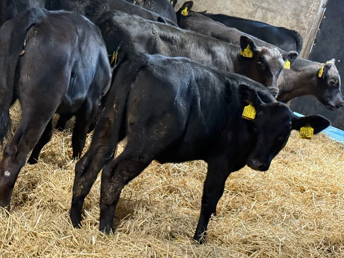 Super 3 Month Old Top Quality Angus Heifers - Image 4