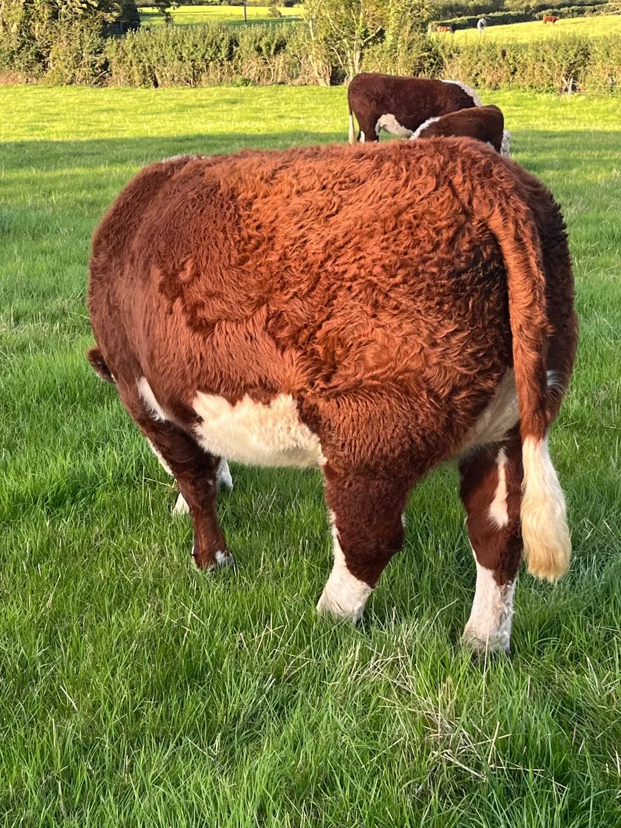 Pedigree Hereford Heifer - Image 2