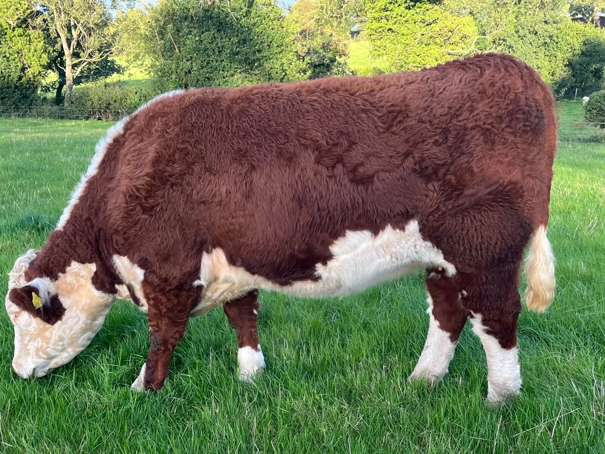 Pedigree Hereford Heifer - Image 3