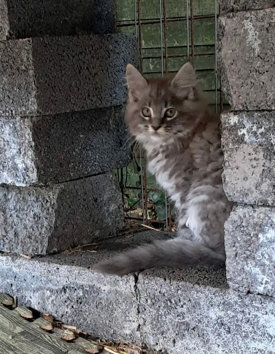 Cats - Image 1