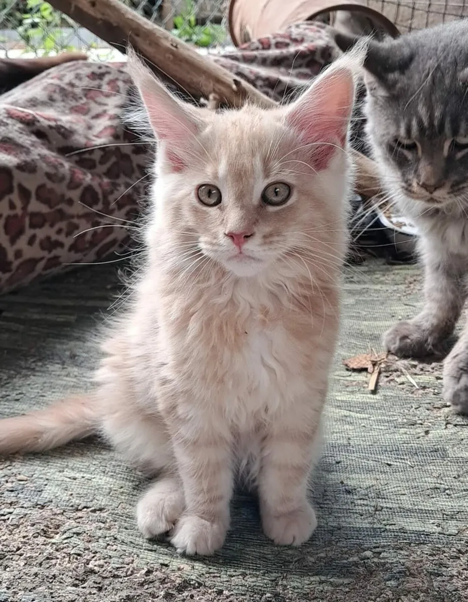 Cats - Image 2