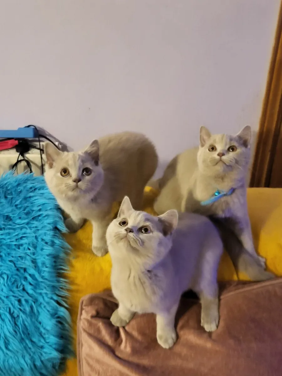 British shorhair kittens
