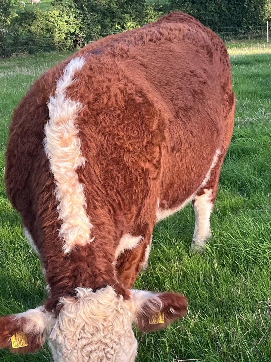Pedigree Hereford Heifer - Image 4