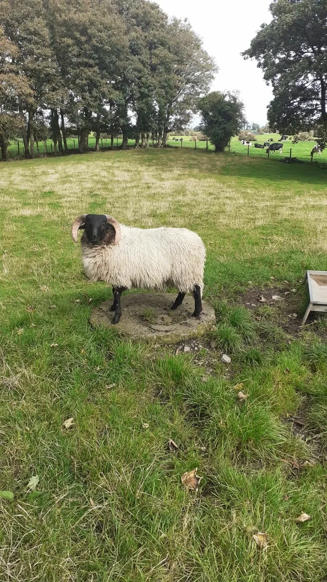 Ram lambs - Image 1