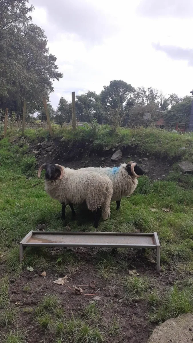 Ram lambs - Image 2