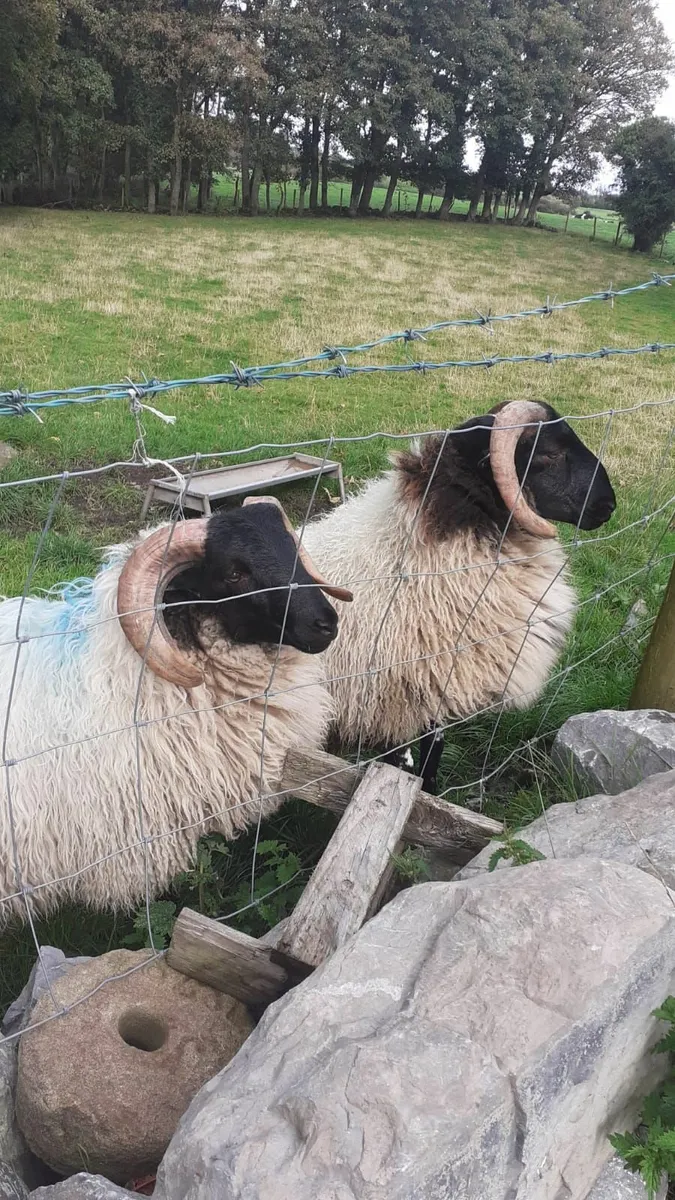 Ram lambs - Image 3