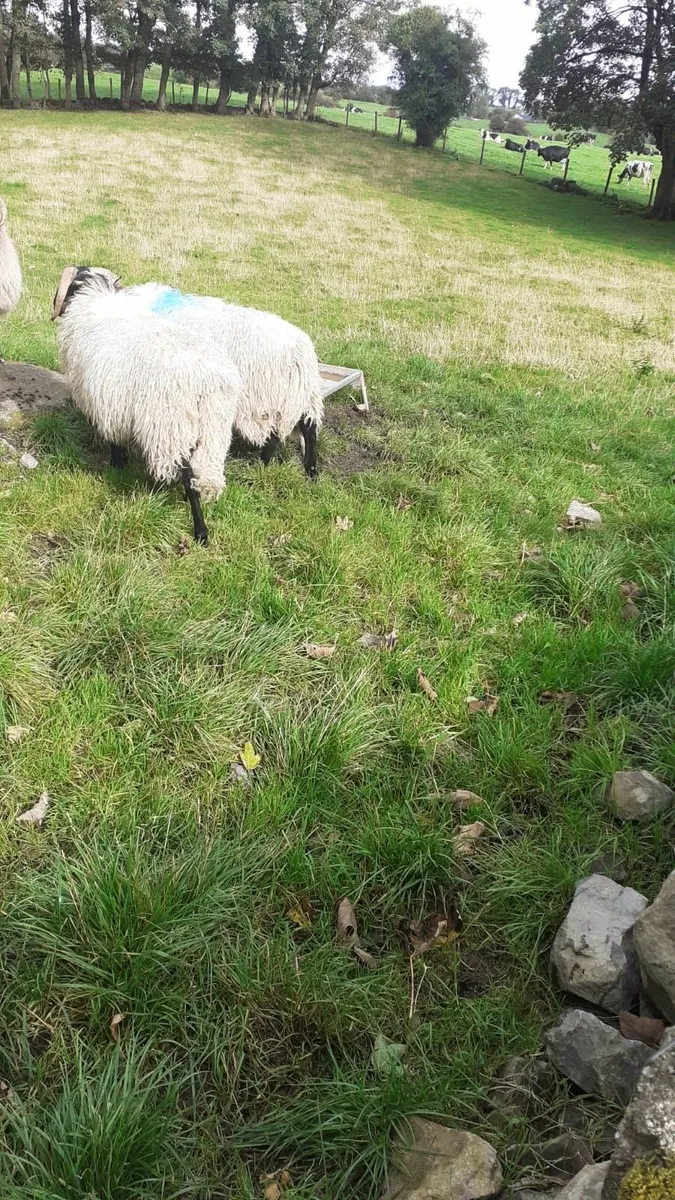 Ram lambs - Image 4