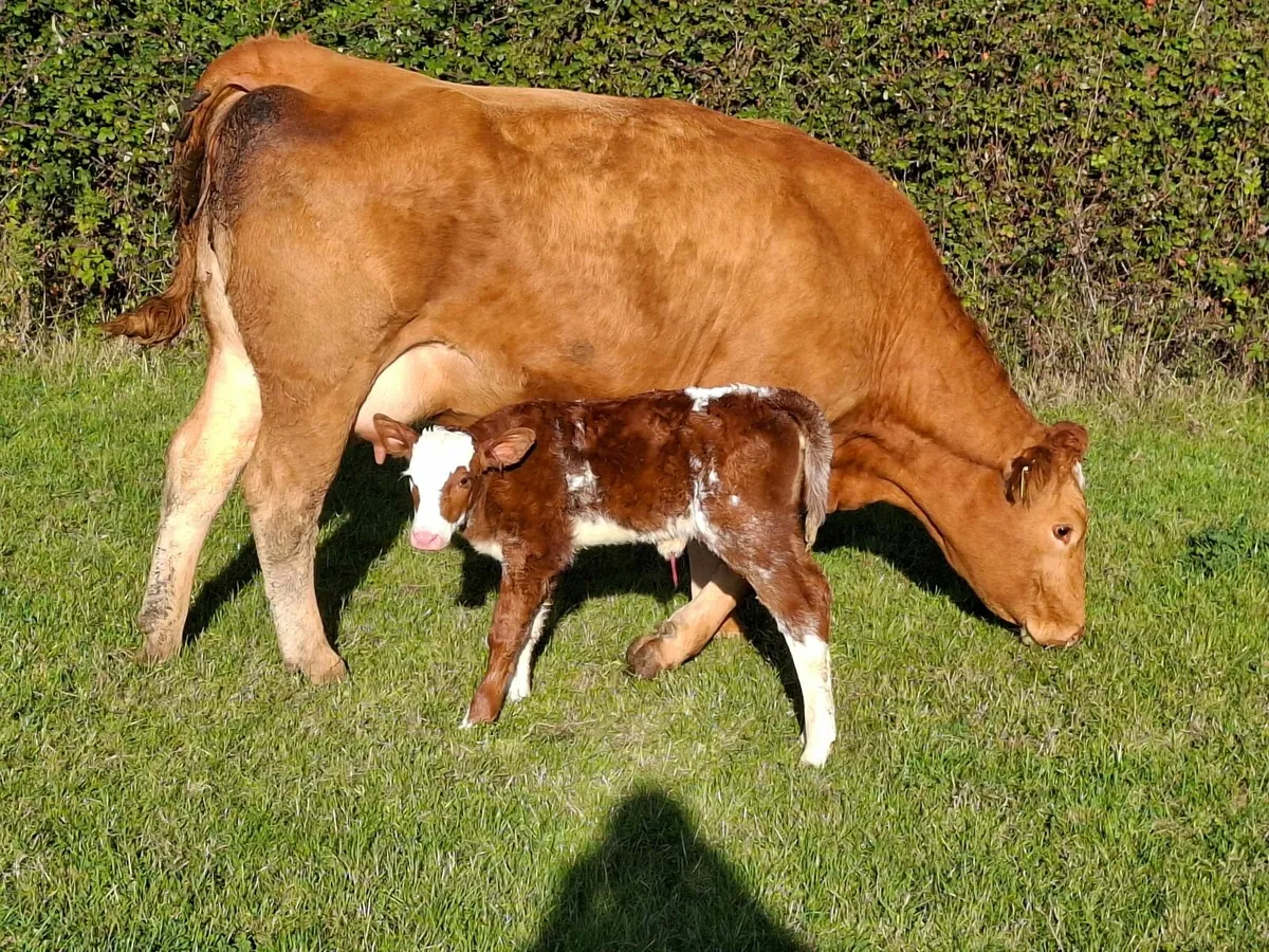 Calved Sucklers - Image 1
