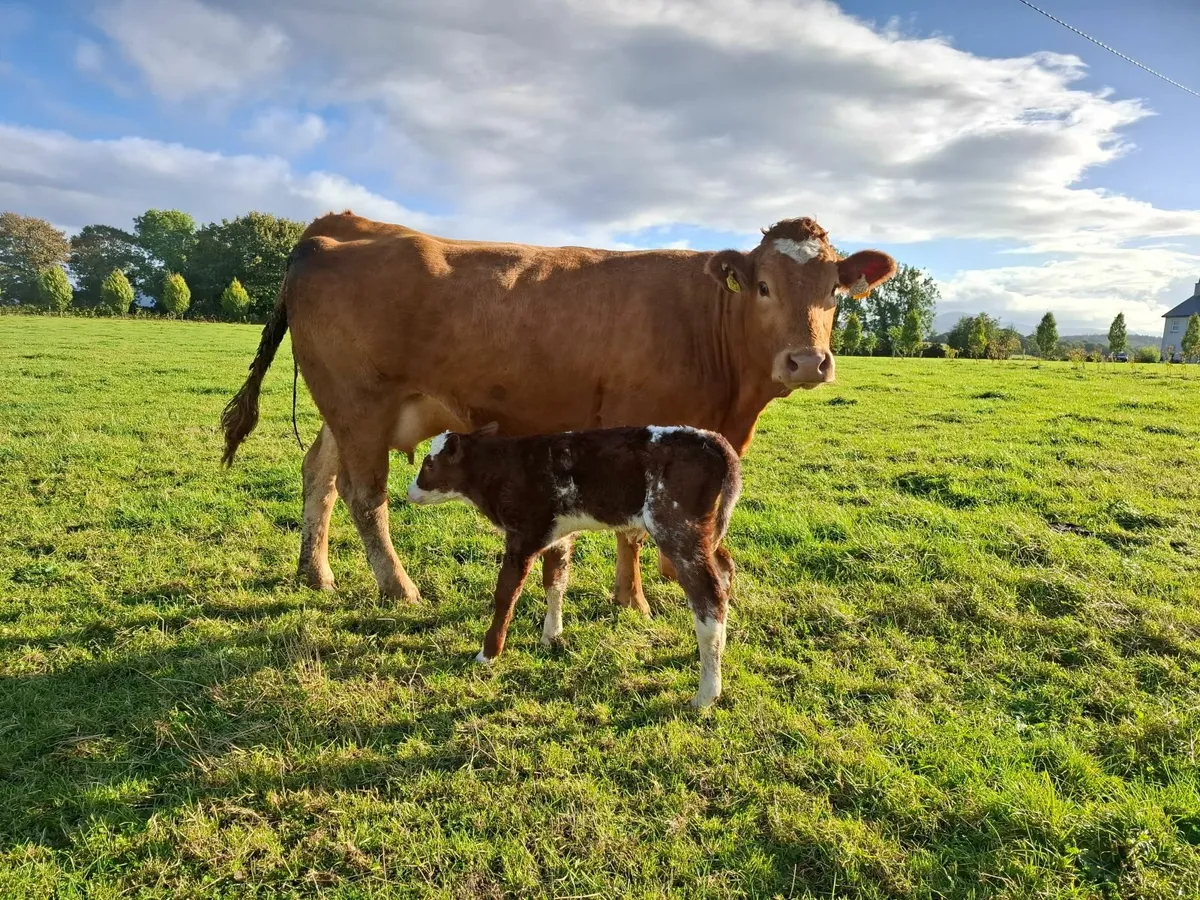 Calved Sucklers - Image 2