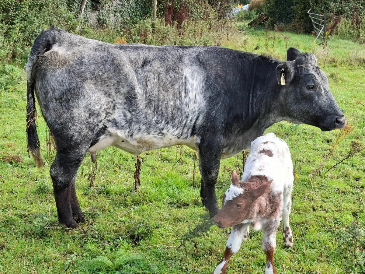 Calved Sucklers - Image 3