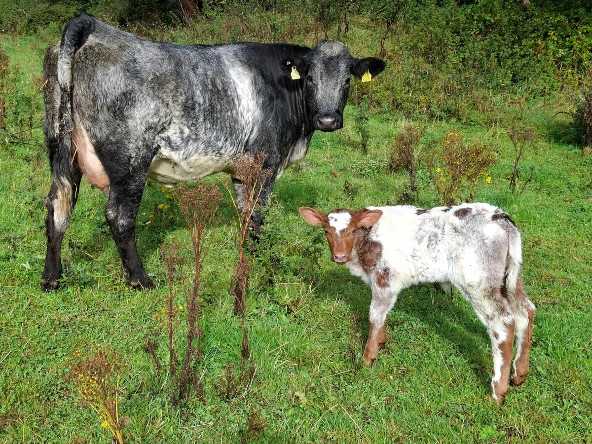 Calved Sucklers - Image 4