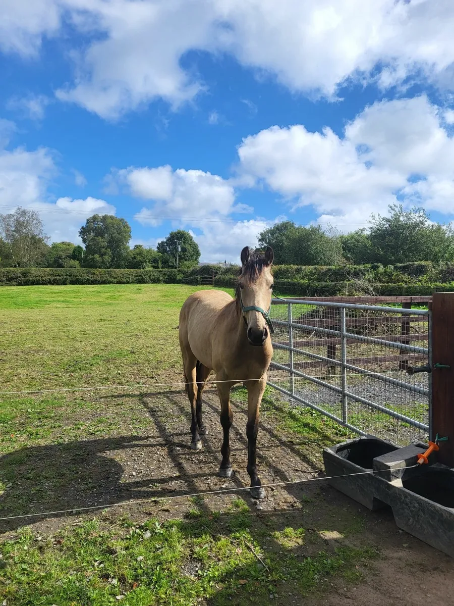 Dun Sport Horse 1 .5 Years Old - Image 1