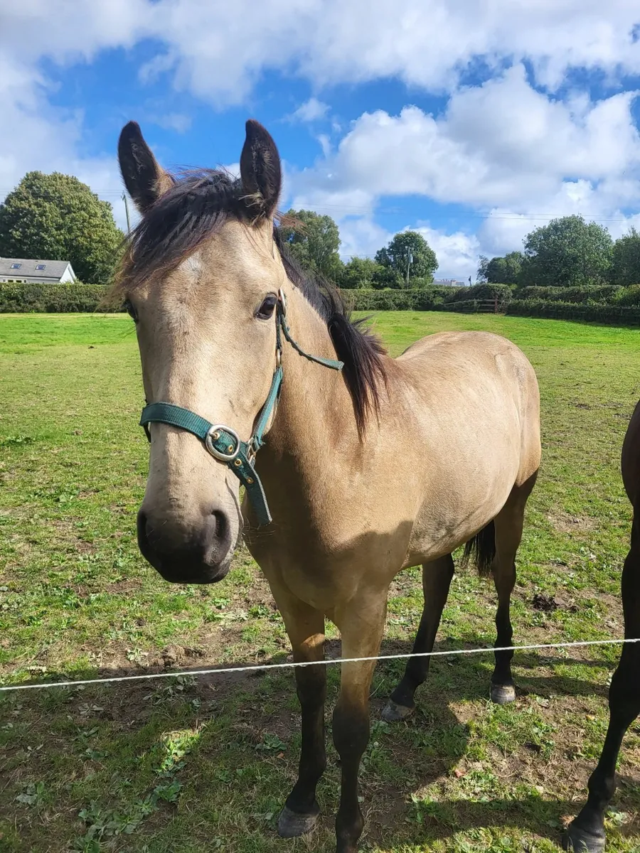 Dun Sport Horse 1 .5 Years Old - Image 2