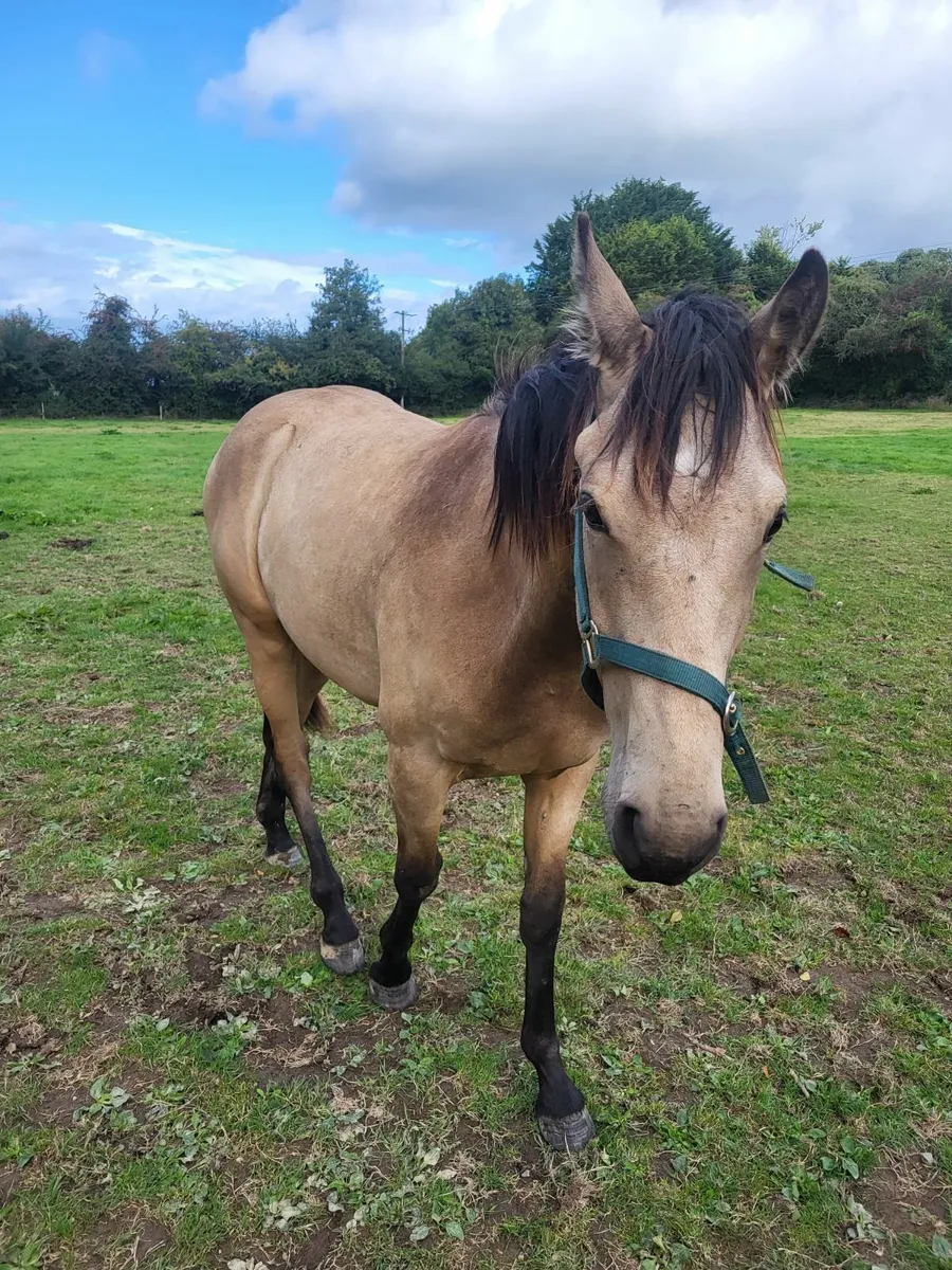 Dun Sport Horse 1 .5 Years Old - Image 3