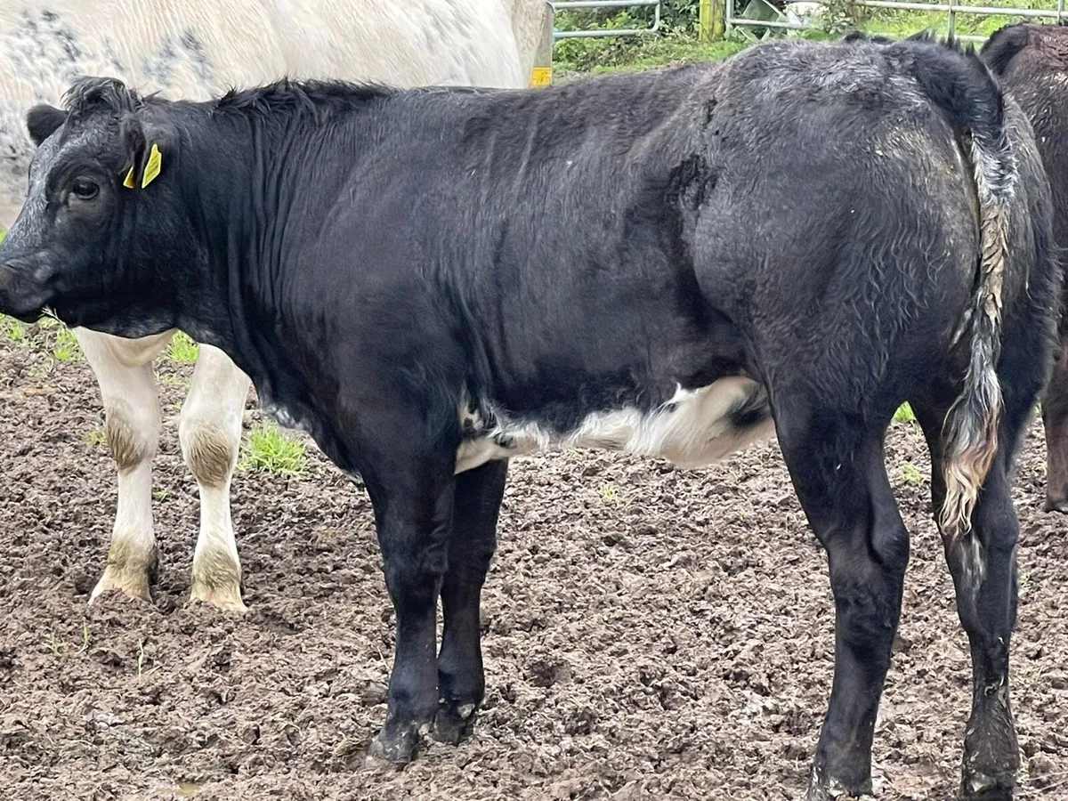 Super Quality Breeding Heifers***** - Image 4