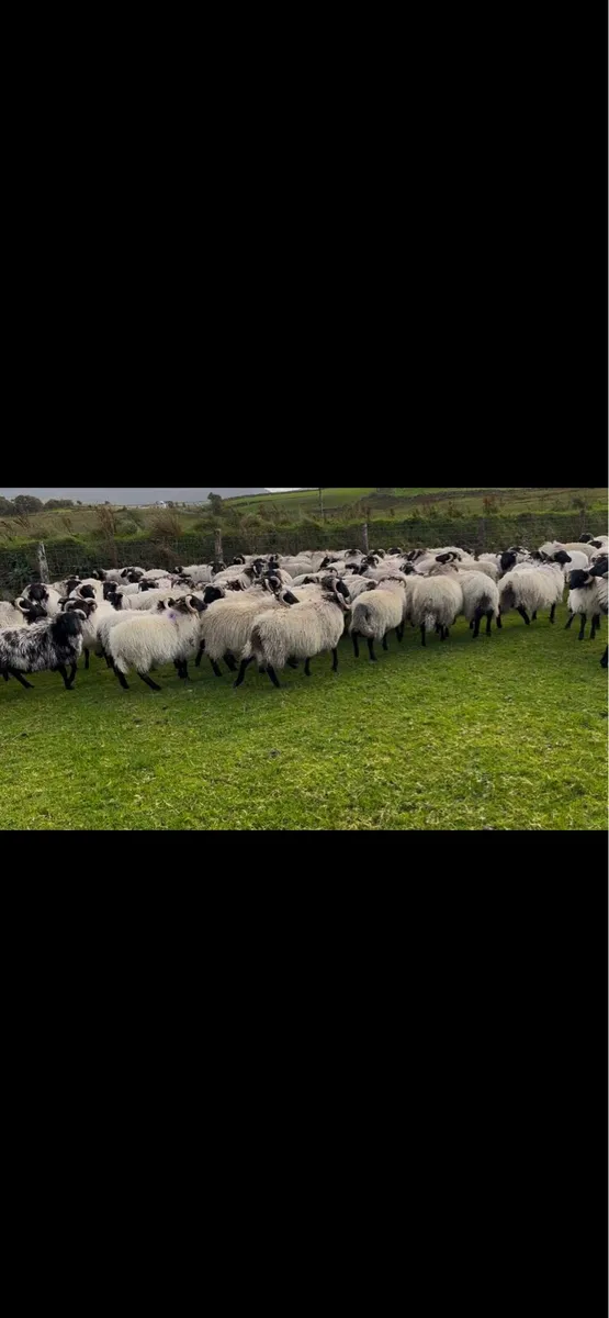 Blackface mountain ram lambs - Image 1