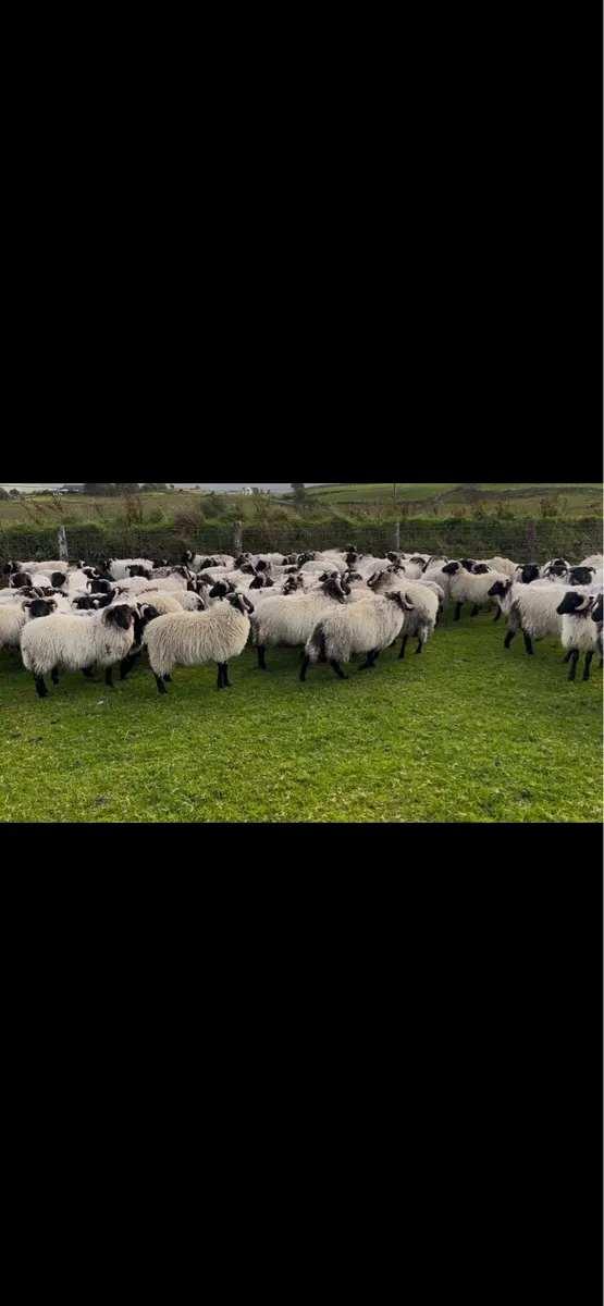 Blackface mountain ram lambs - Image 2