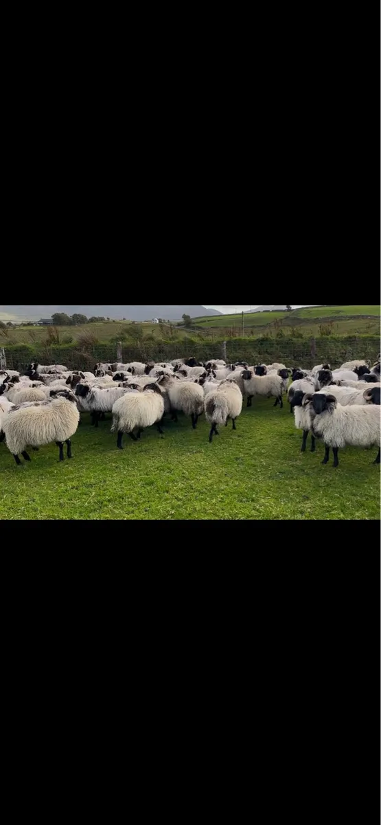 Blackface mountain ram lambs - Image 3
