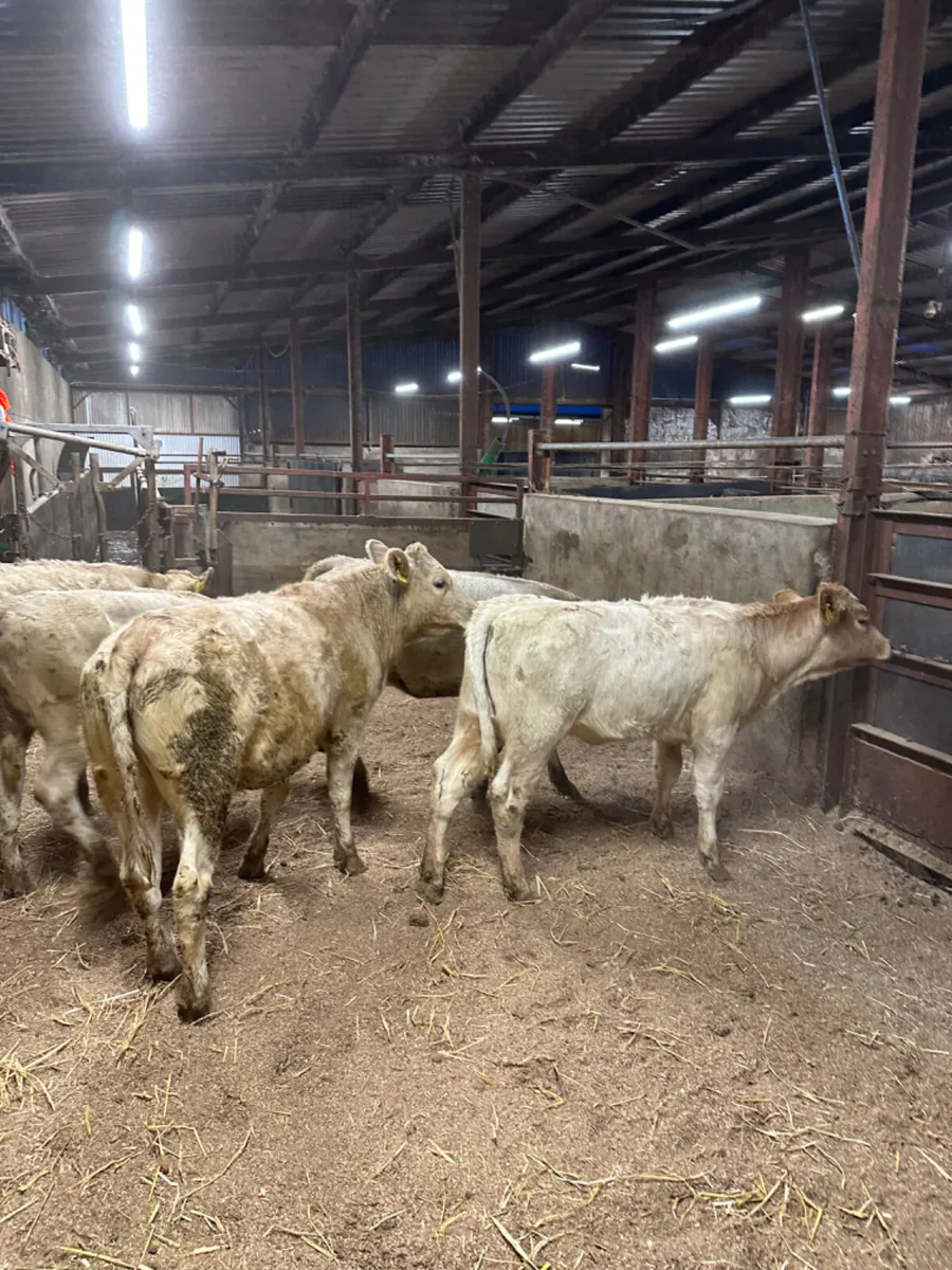 Charolais heifers - Image 2