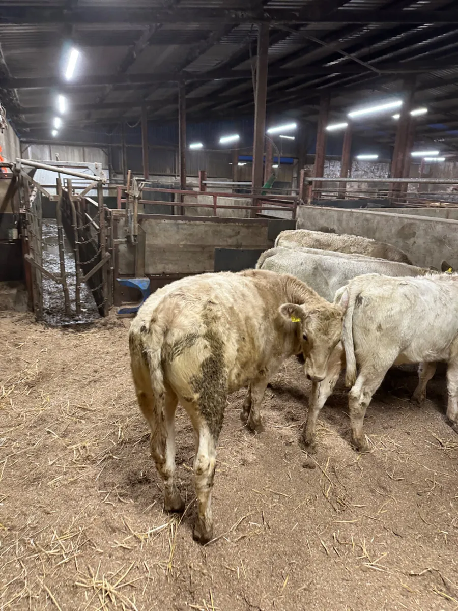 Charolais heifers - Image 4