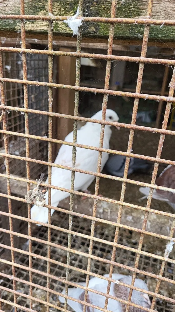 Pigeon - Image 1
