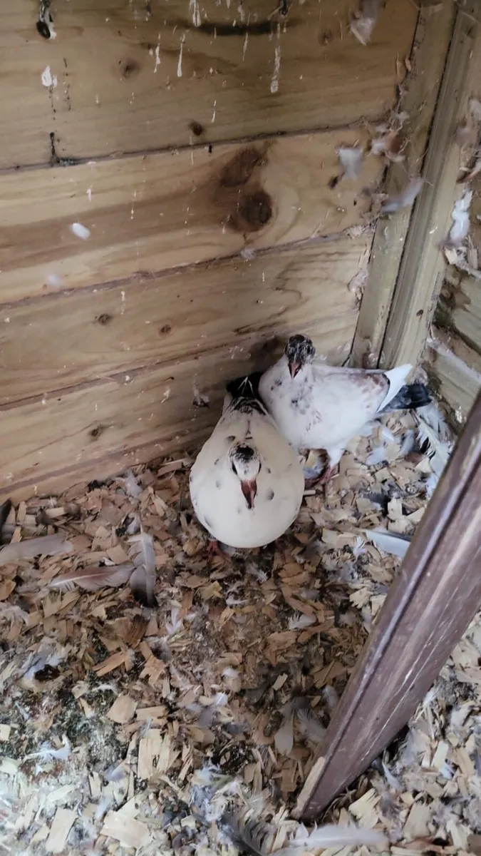 Pigeon - Image 2