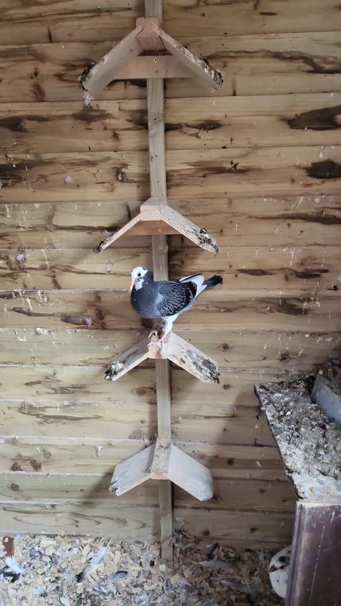 Pigeon - Image 3