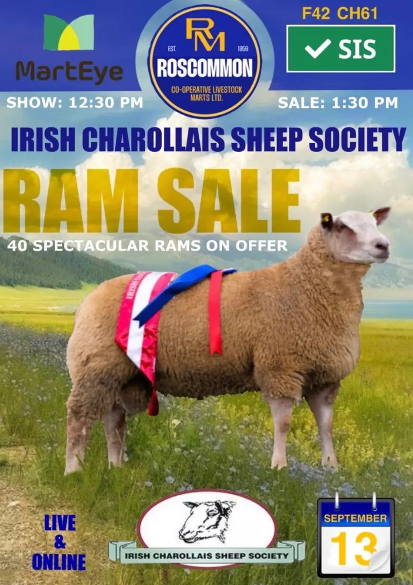 Charollais ram sale @Roscommon livestock mart - Image 1