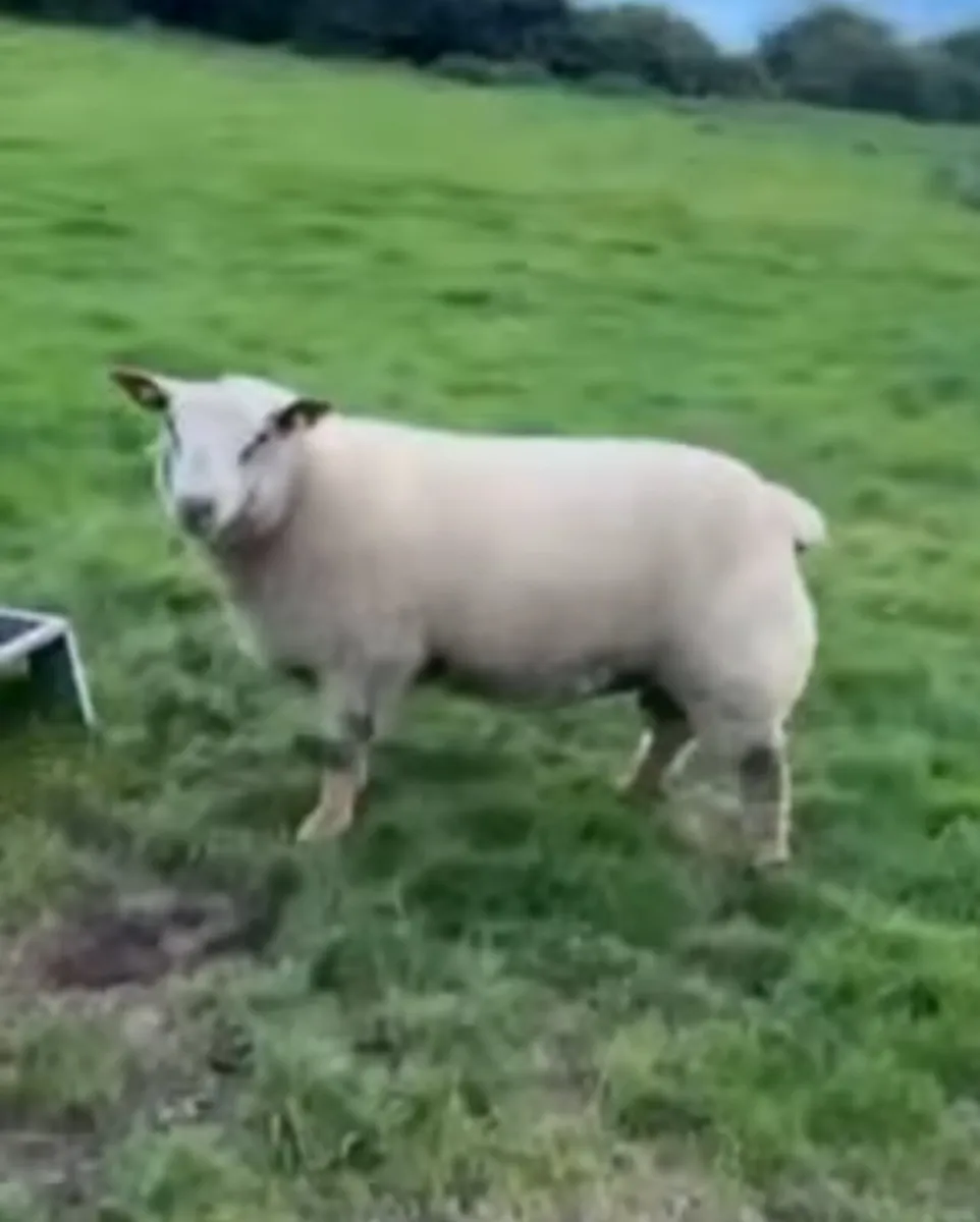 Charollais ram sale @Roscommon livestock mart - Image 4