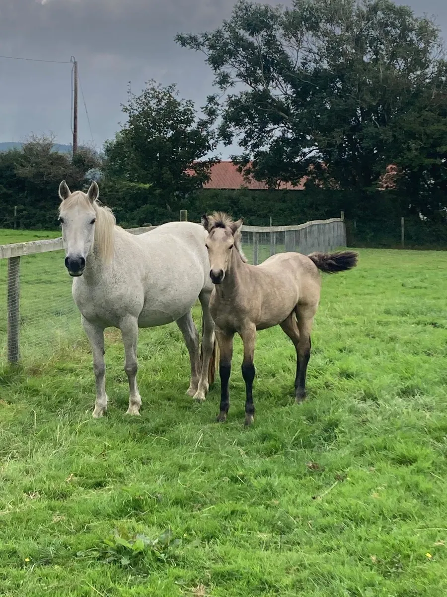 Class 1 Connemara mare with foal - Image 1