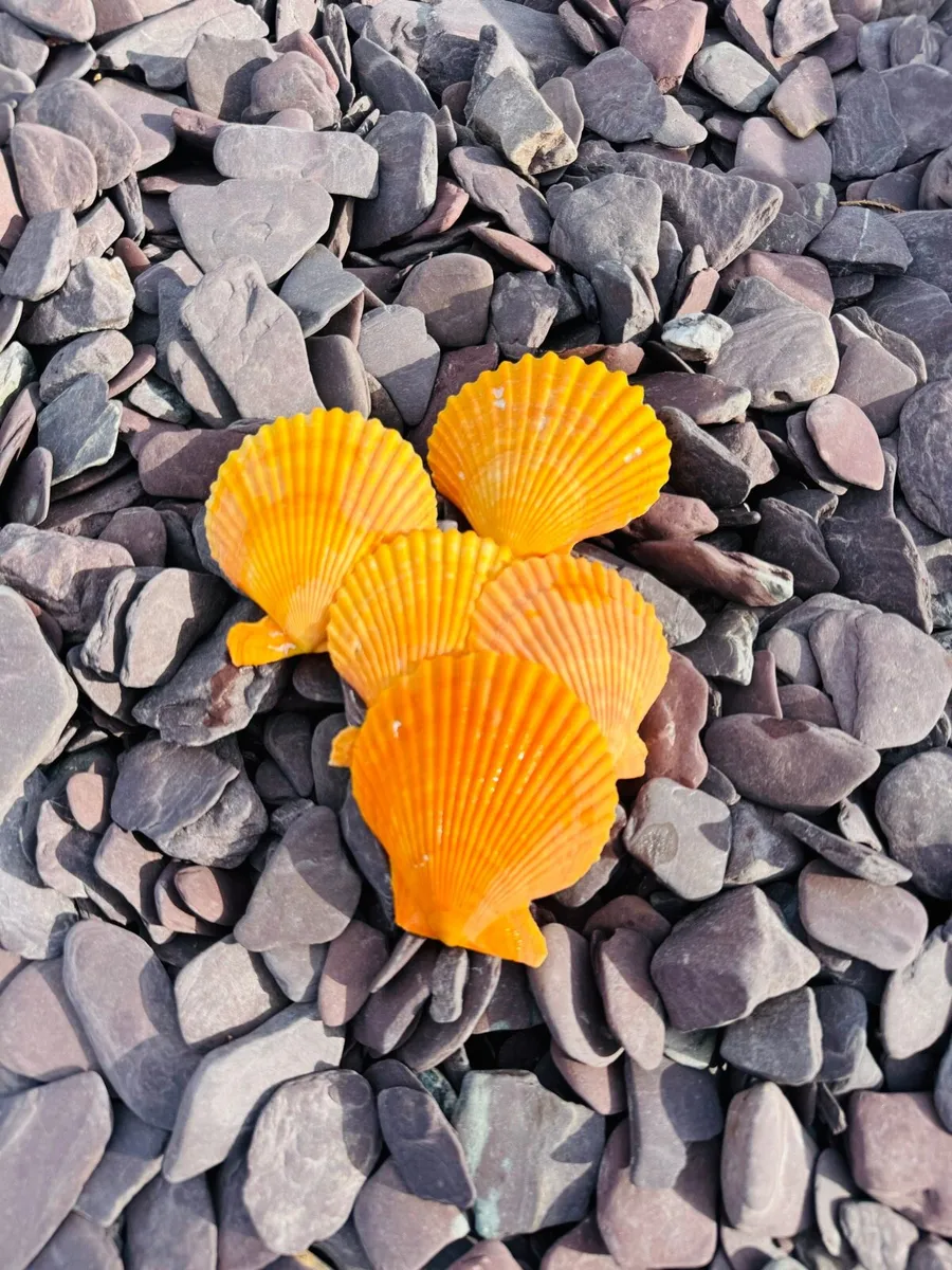 Memorial stone, grave stone, polished pebbles - Image 4