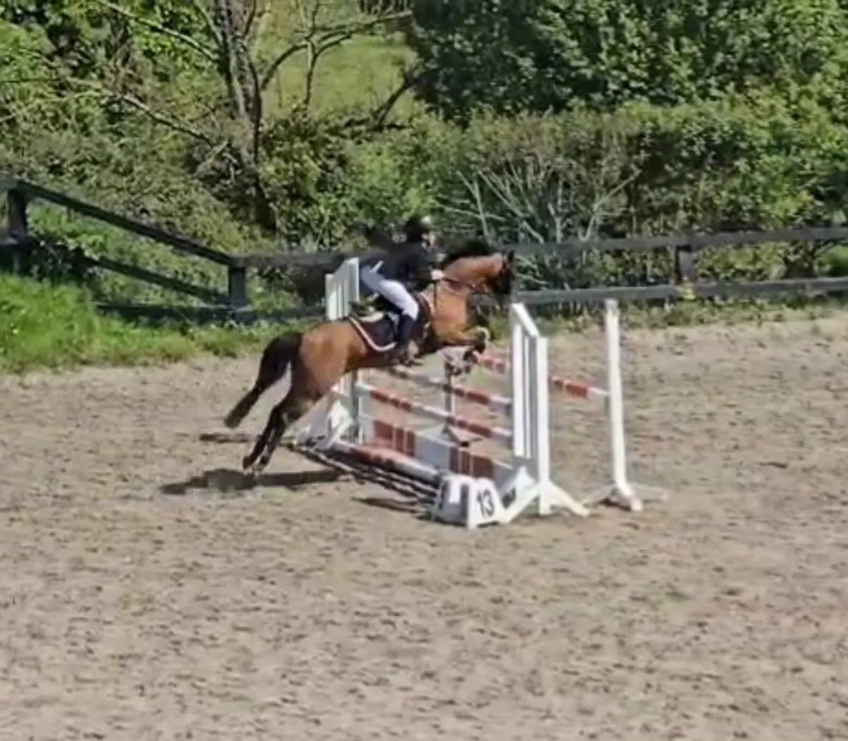 Competition Pony 12.2 - Image 1