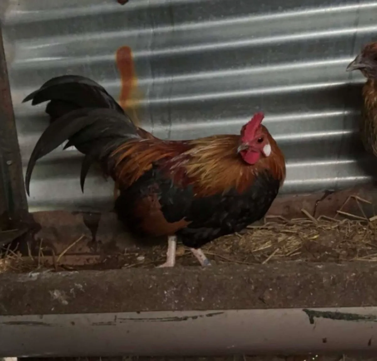 Laying brown hens - Image 4