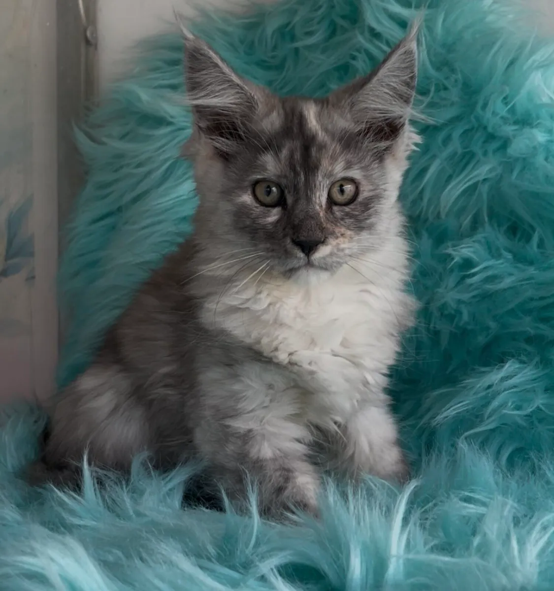 Female Maine coon kitten - Image 1