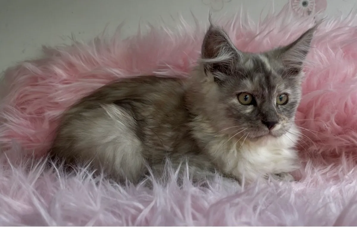 Female Maine coon kitten - Image 2